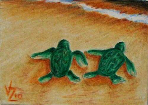 Baby Sea Turtles..hoping for clean water