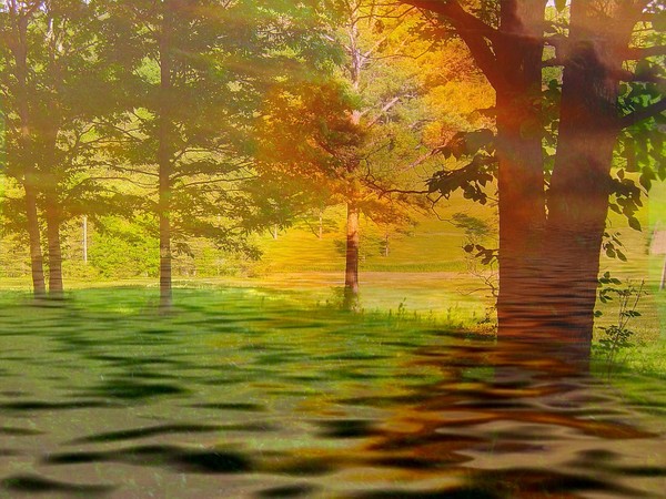 The Watery Meadow