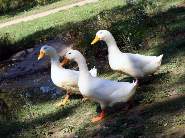 Three white ducks