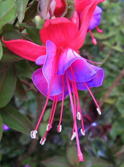 Mendocino Fuschia