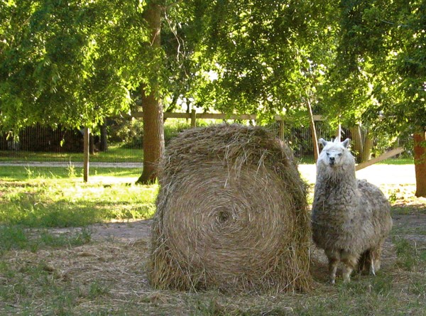 Tiko and Hay Bale