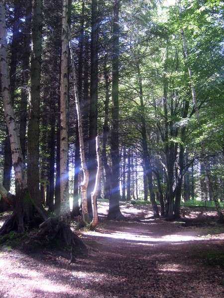 Enchanted Wood