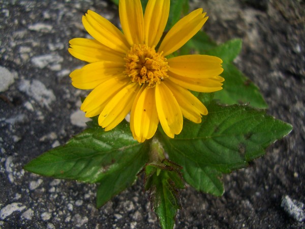 Flower in the field