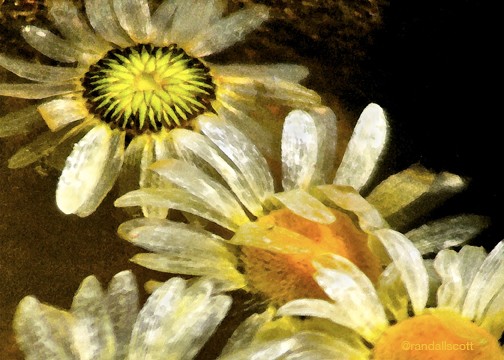 PETALS OF MONET