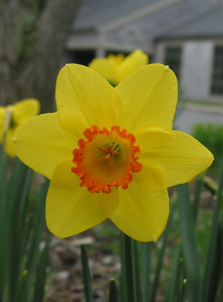 Nantucket Spring Flowers