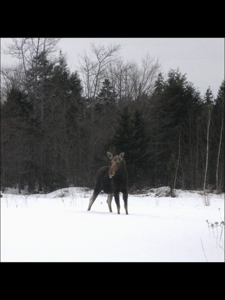 Moose Lick