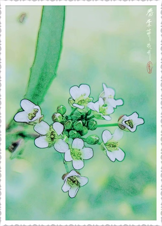 Tiny Flowers