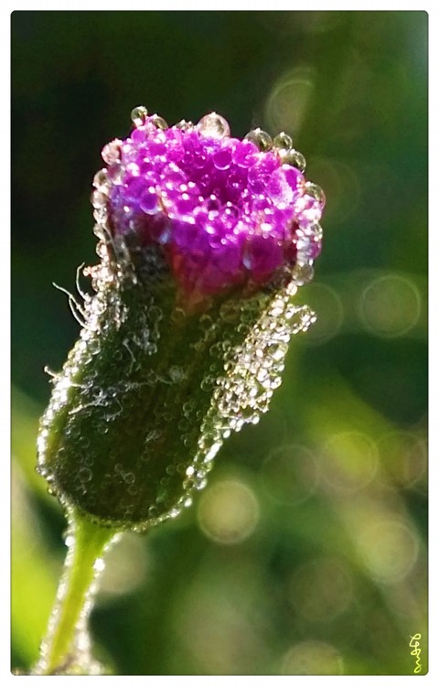 Flower for Christmas
