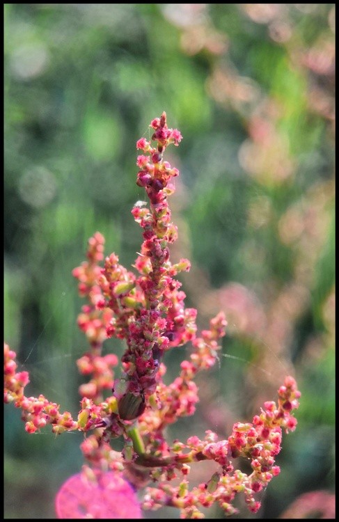 fire-like flowers