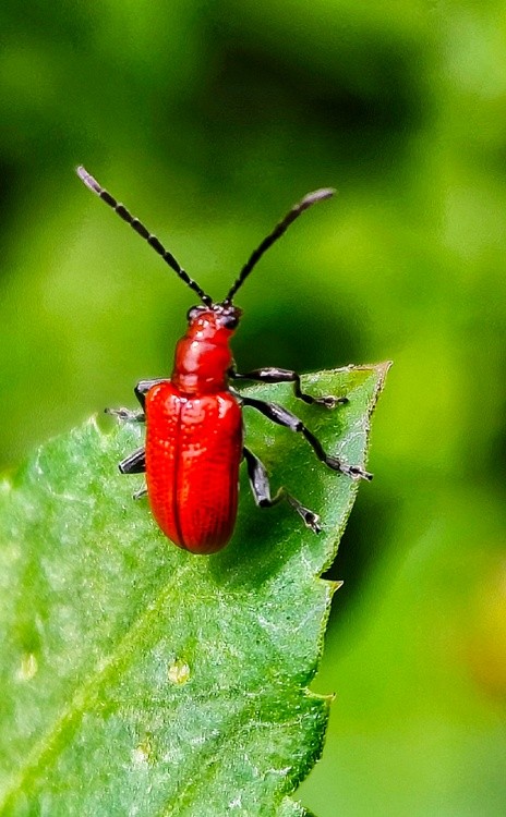 red beetle(2)
