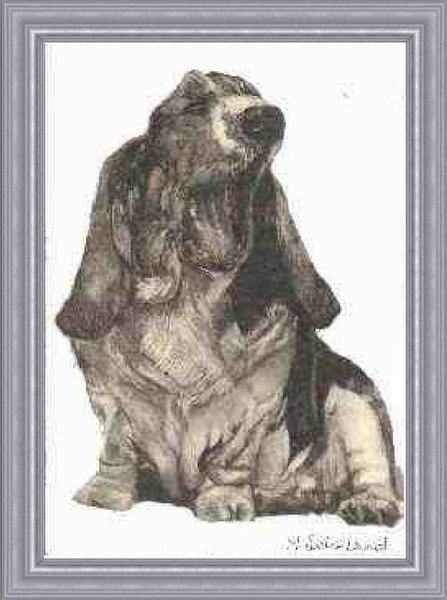 Basset Hound Portrait