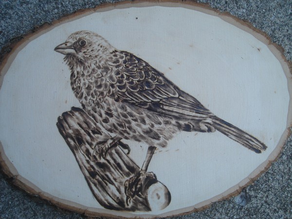 bird woodburning/pyrography