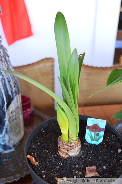 Amaryllis Benfica