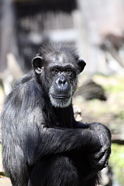 Old Man Chimp