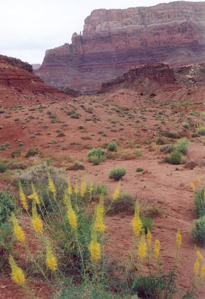Glen Canyon Spring