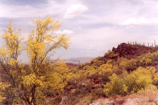 Palo Verde