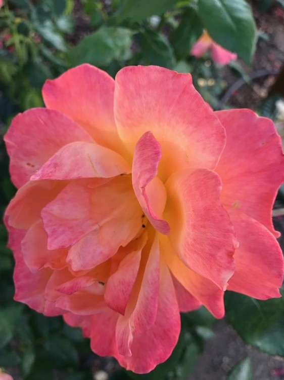 Beautiful Rose