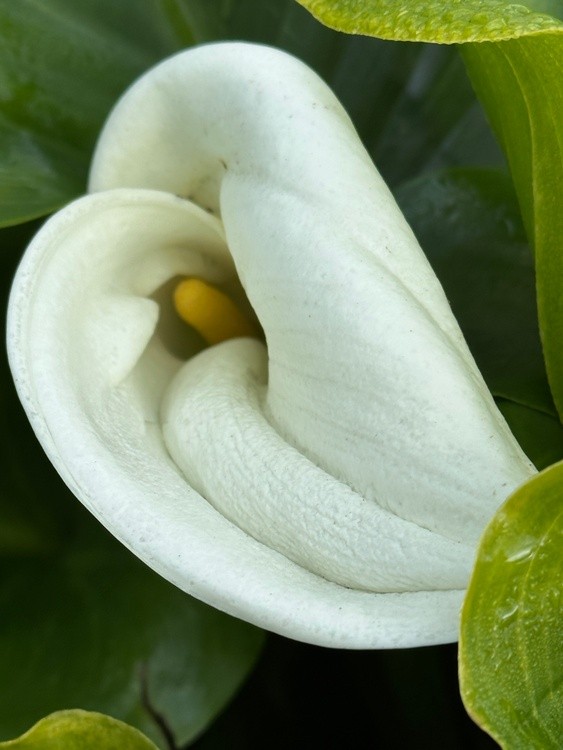 Calla Lilly 
