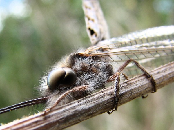 owlfly