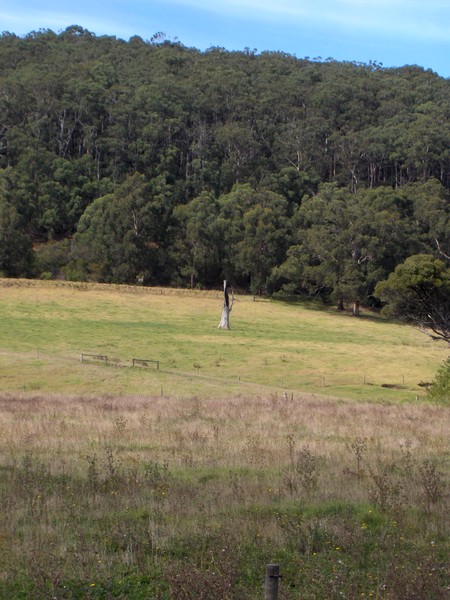 The Lonesome Tree