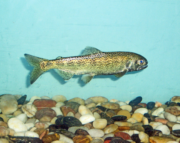 baby_salmon