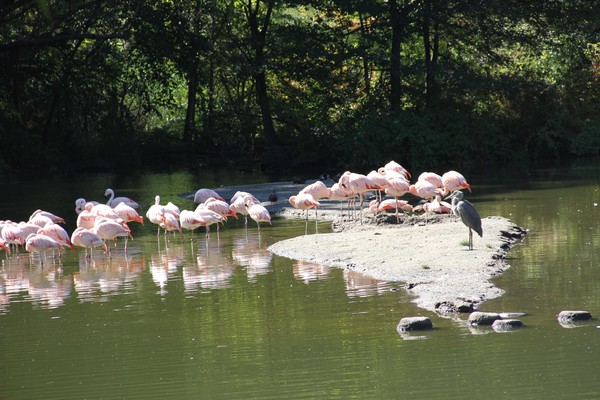 IMG 4703spreadout flamingos and a great blue