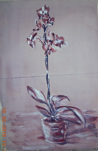 orchids