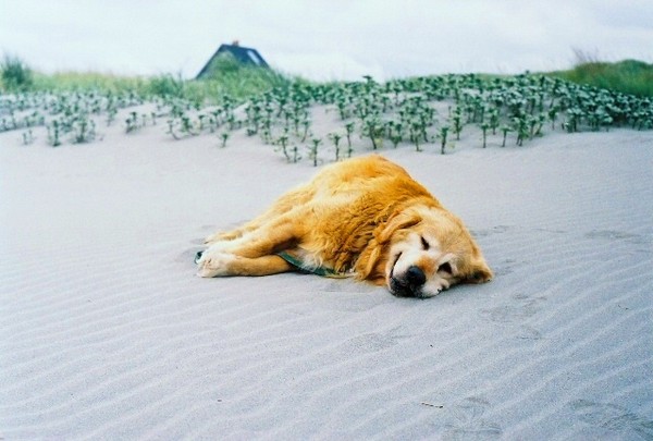 Dog Tired