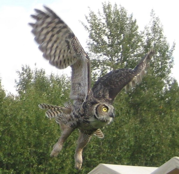 Bye Bye Birdie