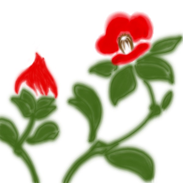 Camellia
