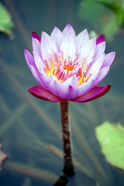 More Purple