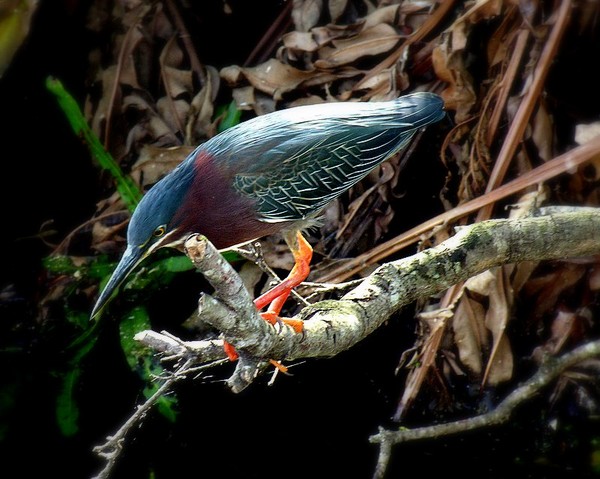 Bird in Wetlands