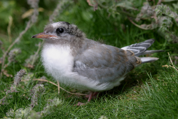 Arctic tern chick