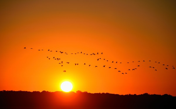 Great Egrets Flying At Sunset