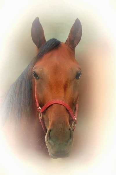 ~ equus ~