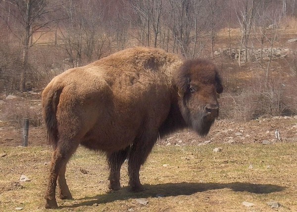 Buffalo