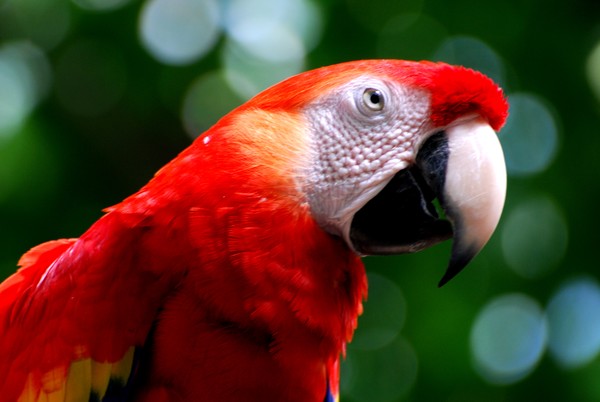 Scarlet Mccaw