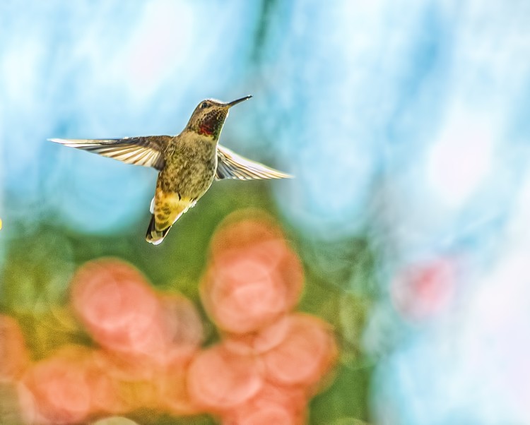 Hummingbird Flight