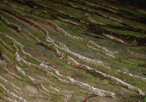 Mossy Slate