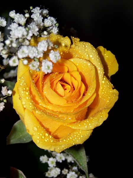 raindrops on roses