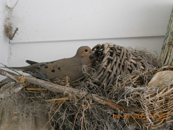 Dove Of Love And Peace