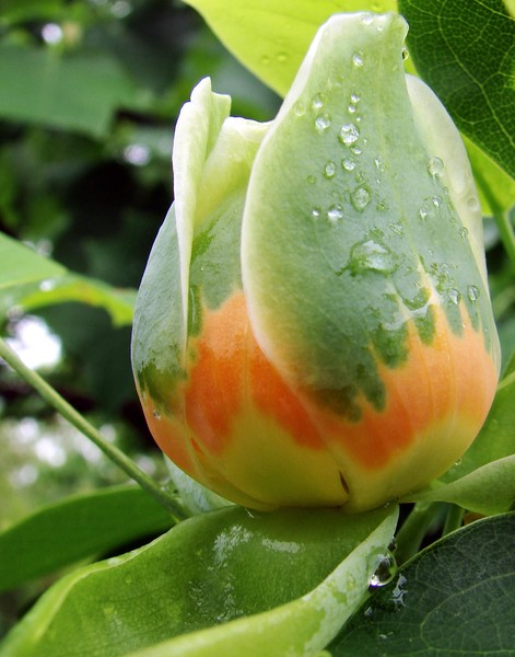Tulip Tree Bud