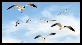 Flying High
