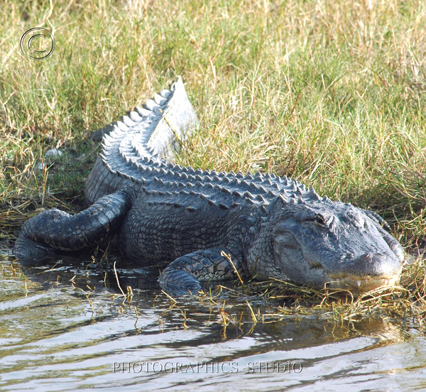Alligator