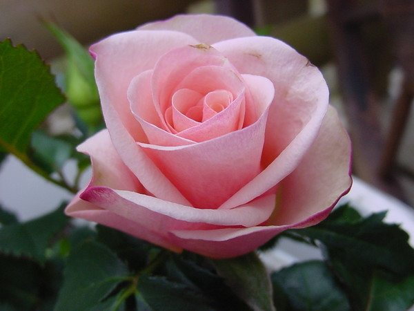 Quiet Rose