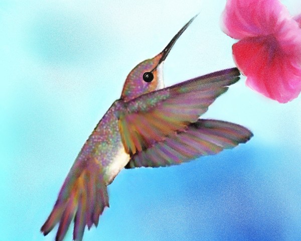 Hummingbird pastel