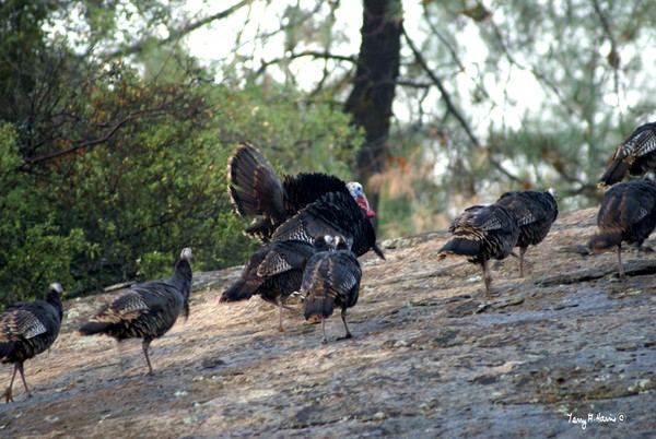 Turkey Trot