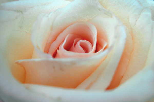 Soft Pink Rose