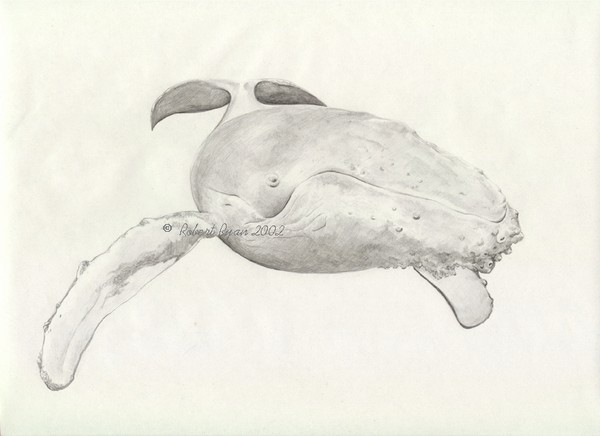 Humpback