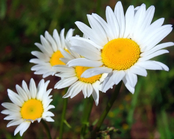 Dawn's Daisy